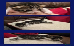 Domestic Shorthair cats for sale: Beautiful kittens ready 11th Sept - Image 9