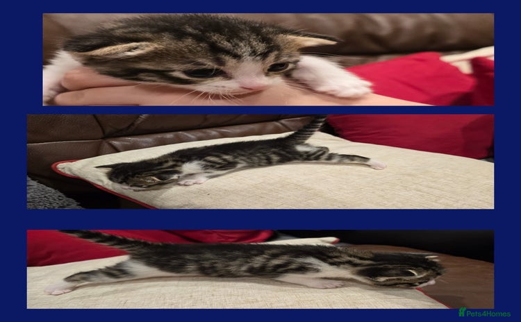 Domestic Shorthair cats - Advert 3