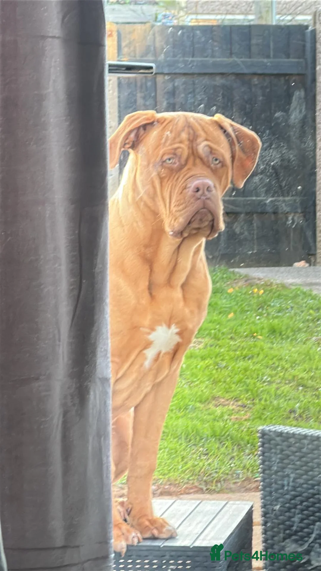Dogue De Bordeaux dogs for sale: Charlie 8 month old  - Advert 2