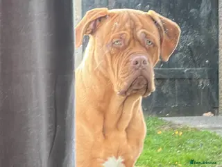 Dogue De Bordeaux dogs Charlie 8 month old - Advert 4