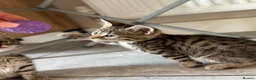 Bengal cats for sale: Beautiful Kittens ready for forever homes. - Advert 21