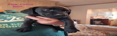 Labrador Retriever 8