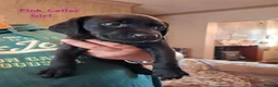 Labrador Retriever dogs for sale: Beautiful Black Labrador Pups - Advert 7