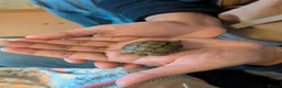Tortoise reptiles for sale: 🐢 Baby Spur Thighed Tortoise 🐢 - Advert 3