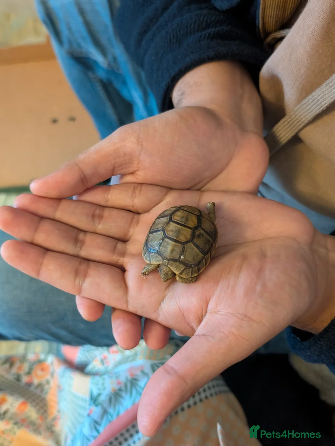 Tortoise reptiles for sale: 🐢 Baby Spur Thighed Tortoise 🐢 - Advert 1