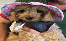 Labradoodle dogs for sale: 5* F1B Mini Labradoodles - health tested  - Image 25
