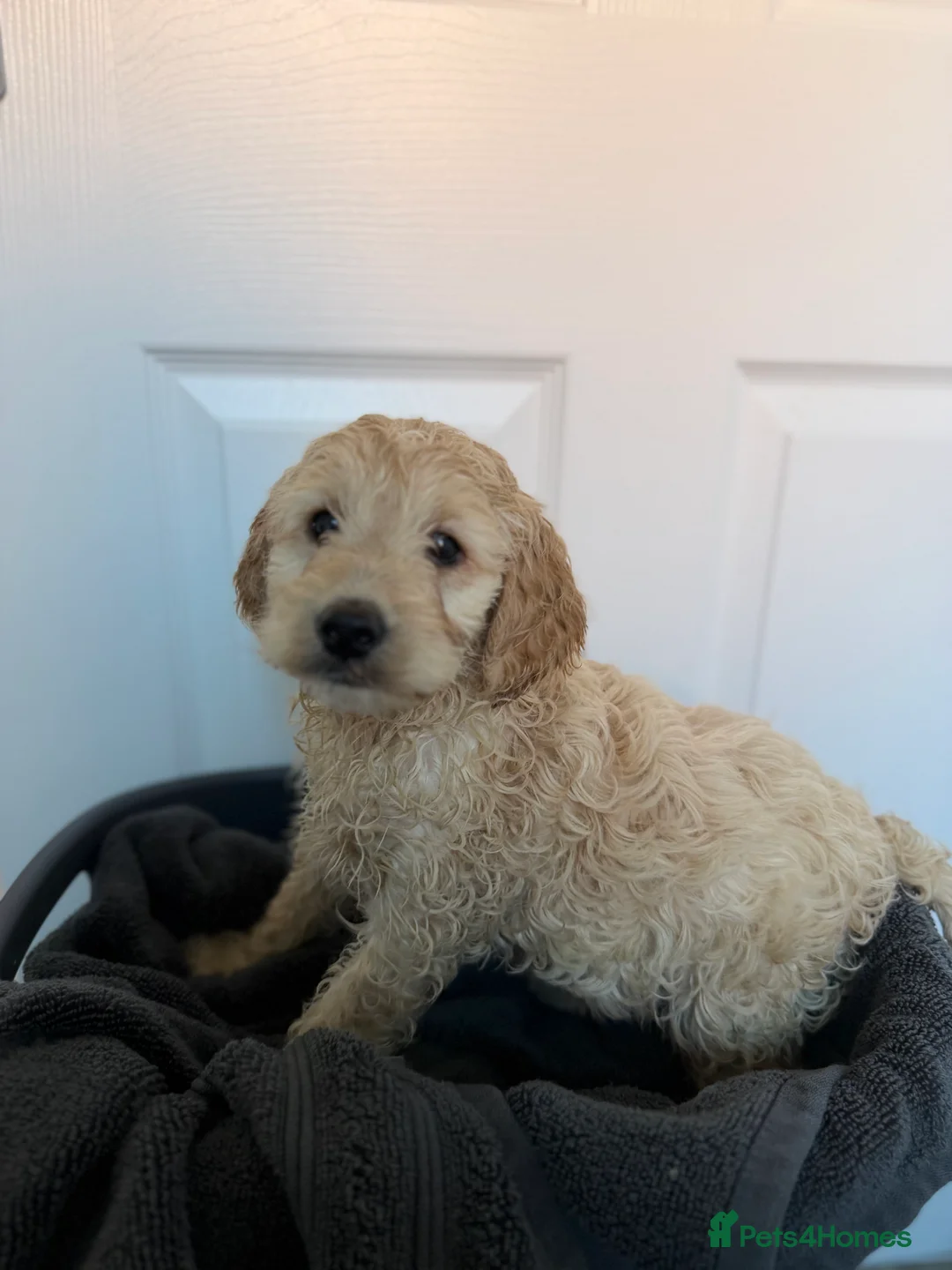 Cockapoo dogs for sale: Cockapoo puppies  - Advert 9