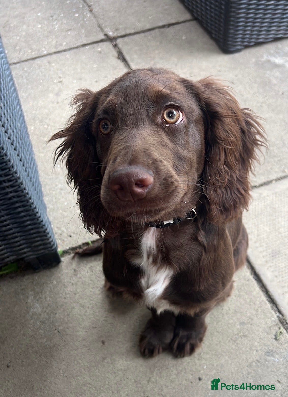 Sprocker dogs 1 year old male sprocker in Dorking - Advert 1