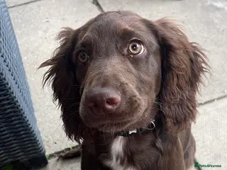 Sprocker dogs 1 year old male sprocker in Dorking - Advert 1