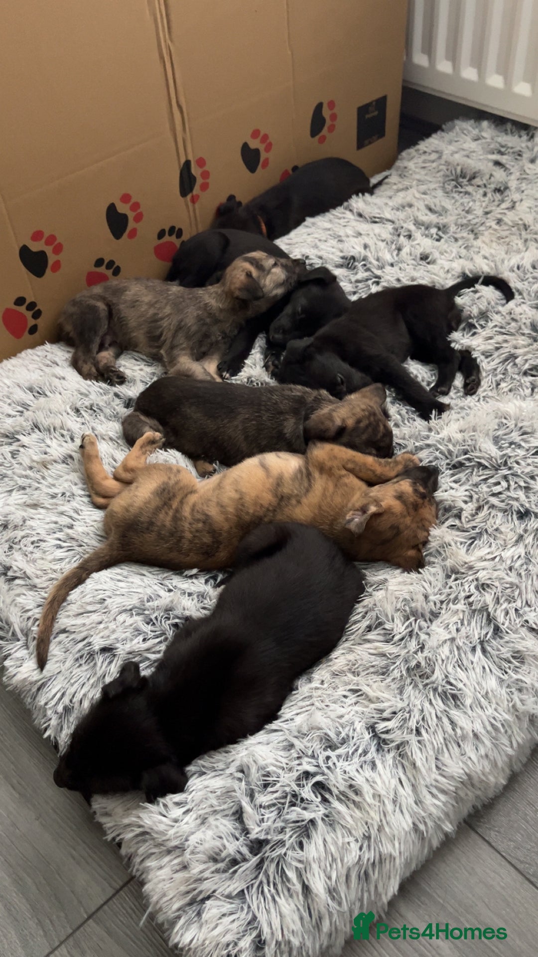 Mixed Breed dogs for sale: Beddy Whippet x Whippet lurchers  - Advert 8