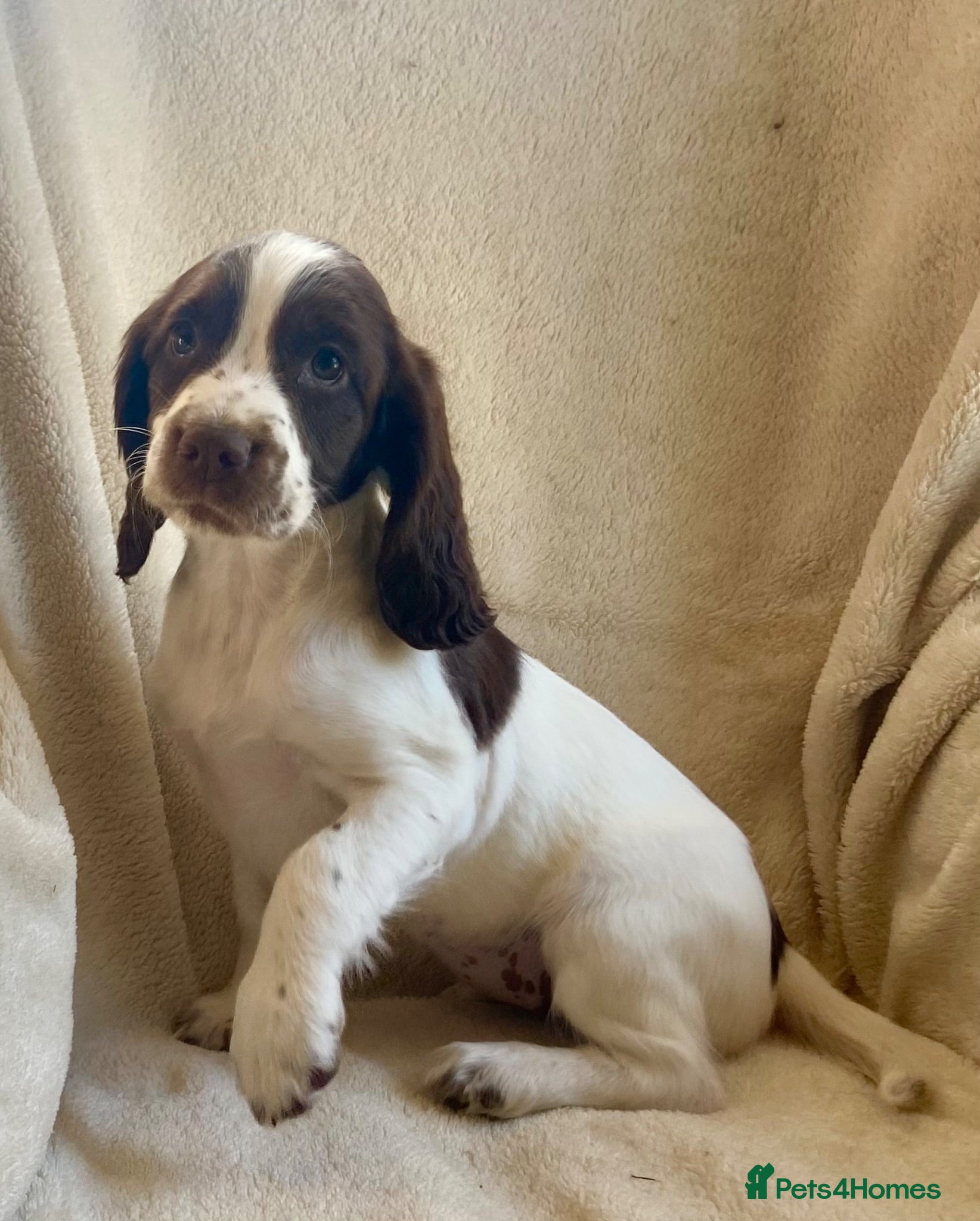 English Springer Spaniel dogs Kc registered English springer spaniel pups - Advert 5