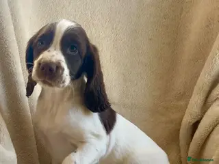 English Springer Spaniel dogs Kc registered English springer spaniel pups - Advert 5