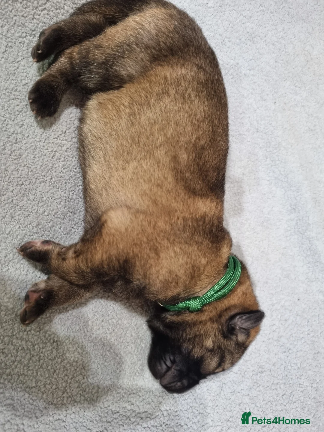 German Shepherd dogs for sale: German Shepherd pups Straight back KC registered in South Ockendon - Advert 15