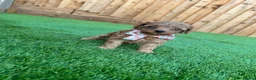 Cockapoo dogs for sale: Beautiful Cockapoo Puppies - Advert 9