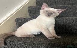 Ragdoll cats for sale: Adorable kitten for sale  - Image 2