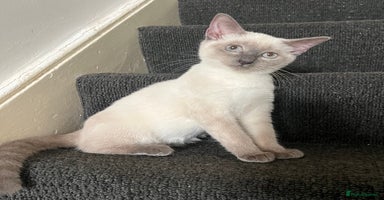 Ragdoll cats - Advert 13