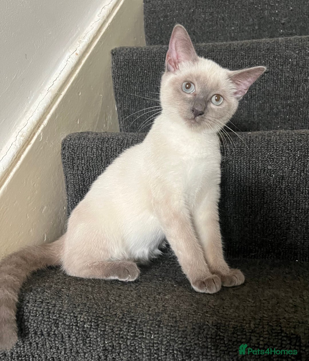 Ragdoll cats for sale: Adorable kitten for sale  - Image 2