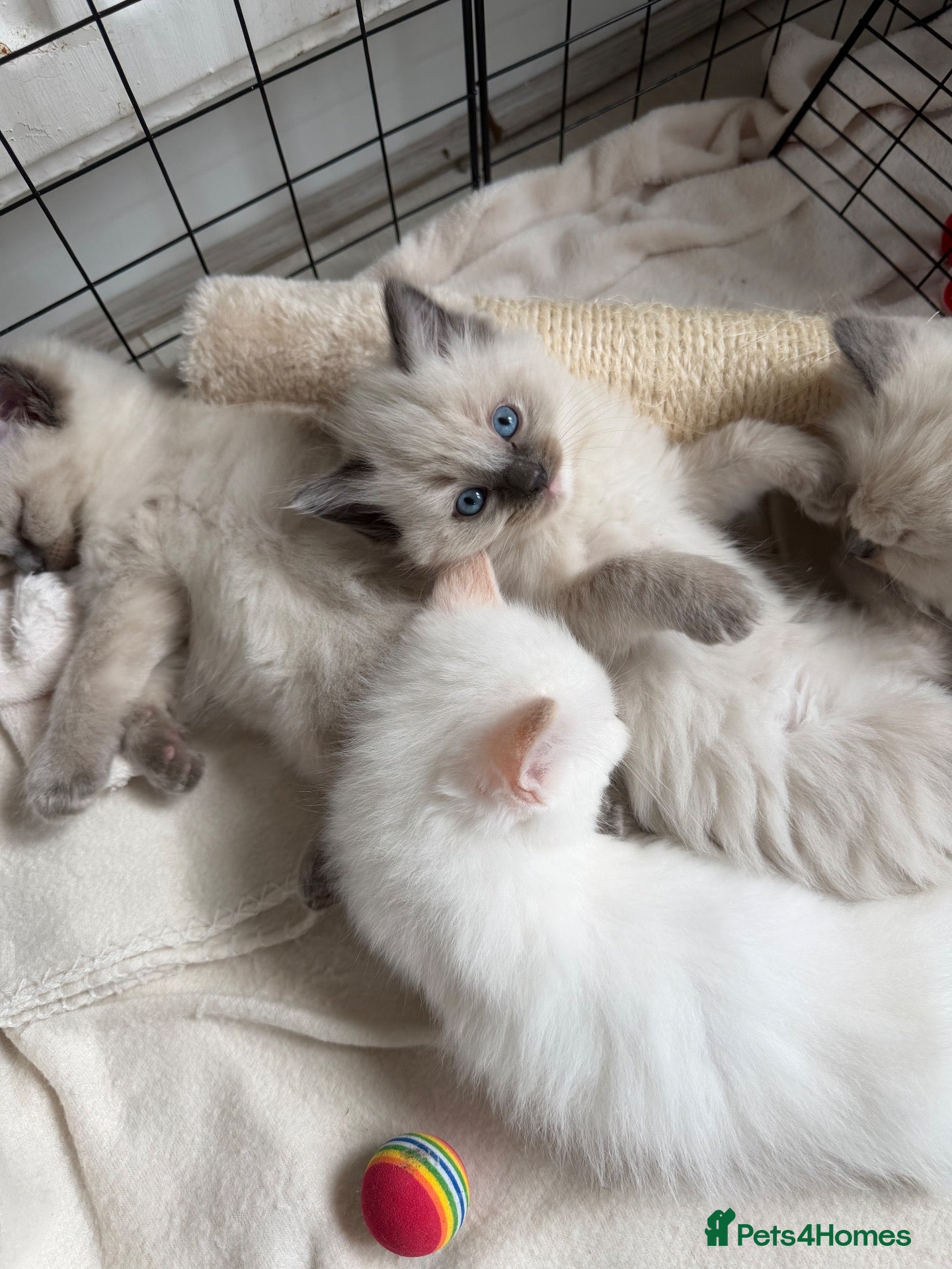 Ragdoll cats 3 beautiful ragdoll kittens still available! - Advert 1