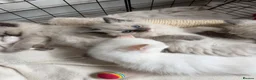 Ragdoll cats for sale: 3 beautiful ragdoll kittens still available! in Manchester - Advert 1