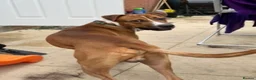 Mixed Breed dogs for sale: 3yr old male American bulldog x staff in Ipswich - Advert 4