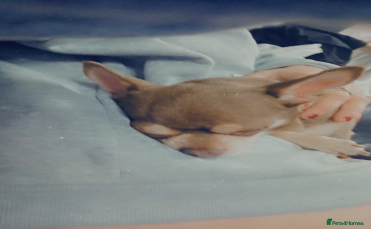 Chihuahua dogs Little rambo - Advert 3