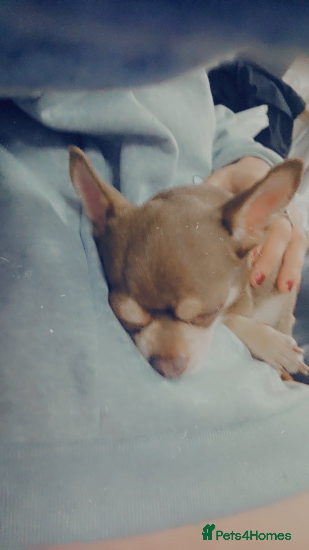 Chihuahua dogs for sale: Little rambo - Advert 1