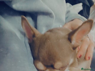 Chihuahua dogs for sale: Little rambo - Advert 1