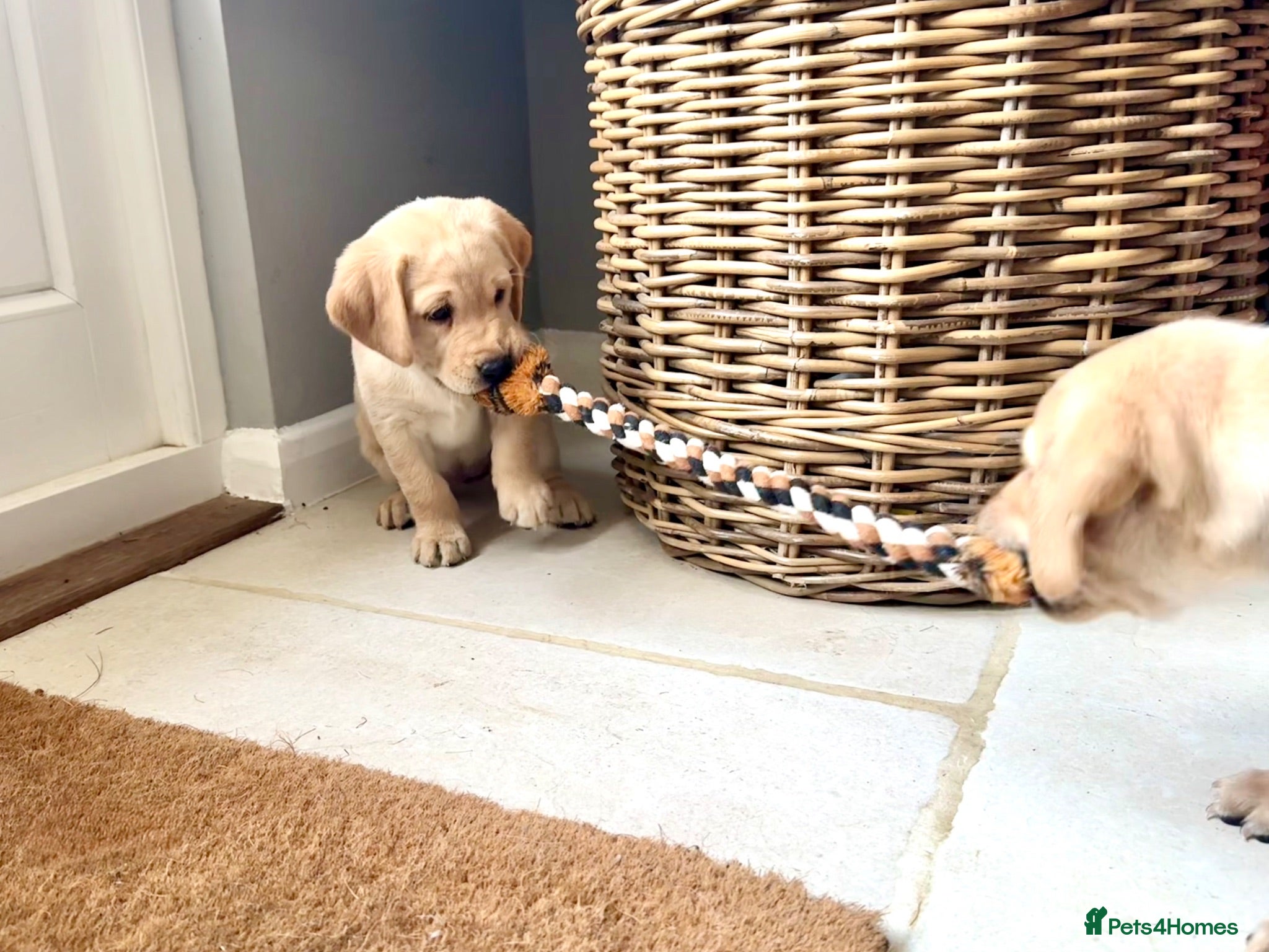 Labrador Retriever dogs Two adorable golden Labrador puppies - Advert 1