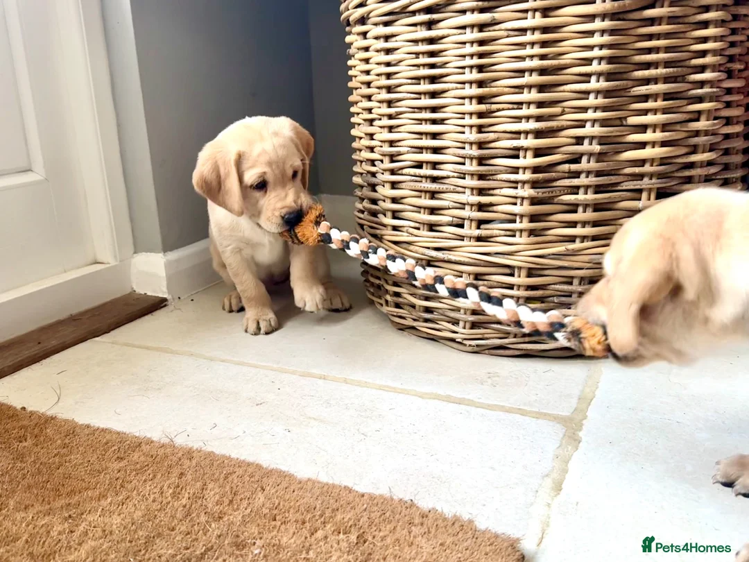 Labrador Retriever dogs for sale: Two adorable golden Labrador puppies in Saffron Walden - Advert 1