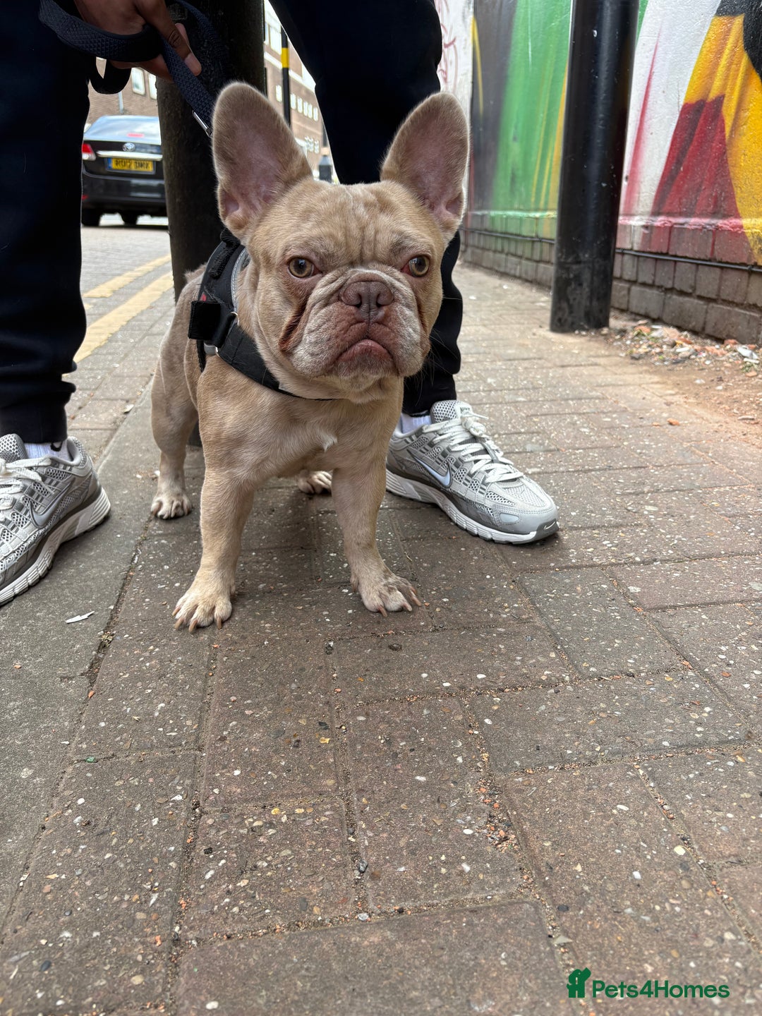 French Bulldog dogs for stud: MICRO STUD BOY! NOW OPEN  - Image 3