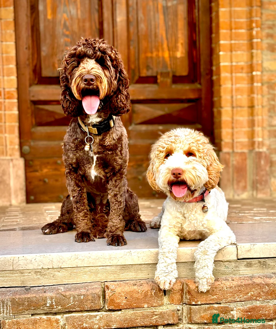 Cockapoo dogs for sale: Cockerpoo - Shula ( Apricot in colour) spayed. - Advert 5
