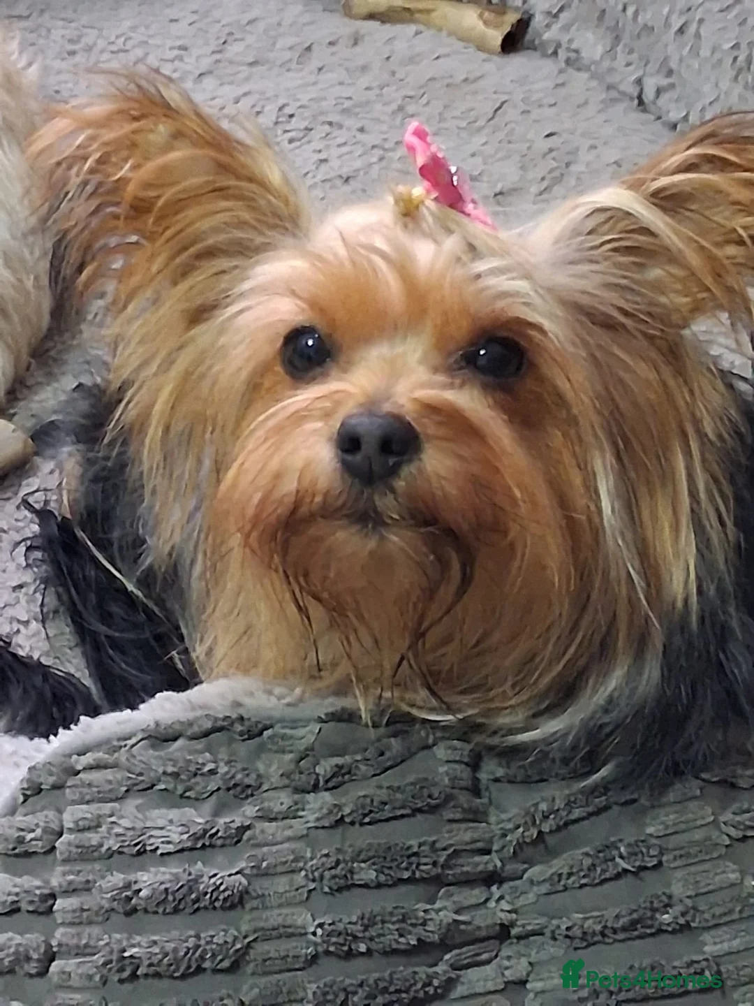Yorkshire Terrier dogs for sale: 3 males 1 female in Rochester - Advert 5