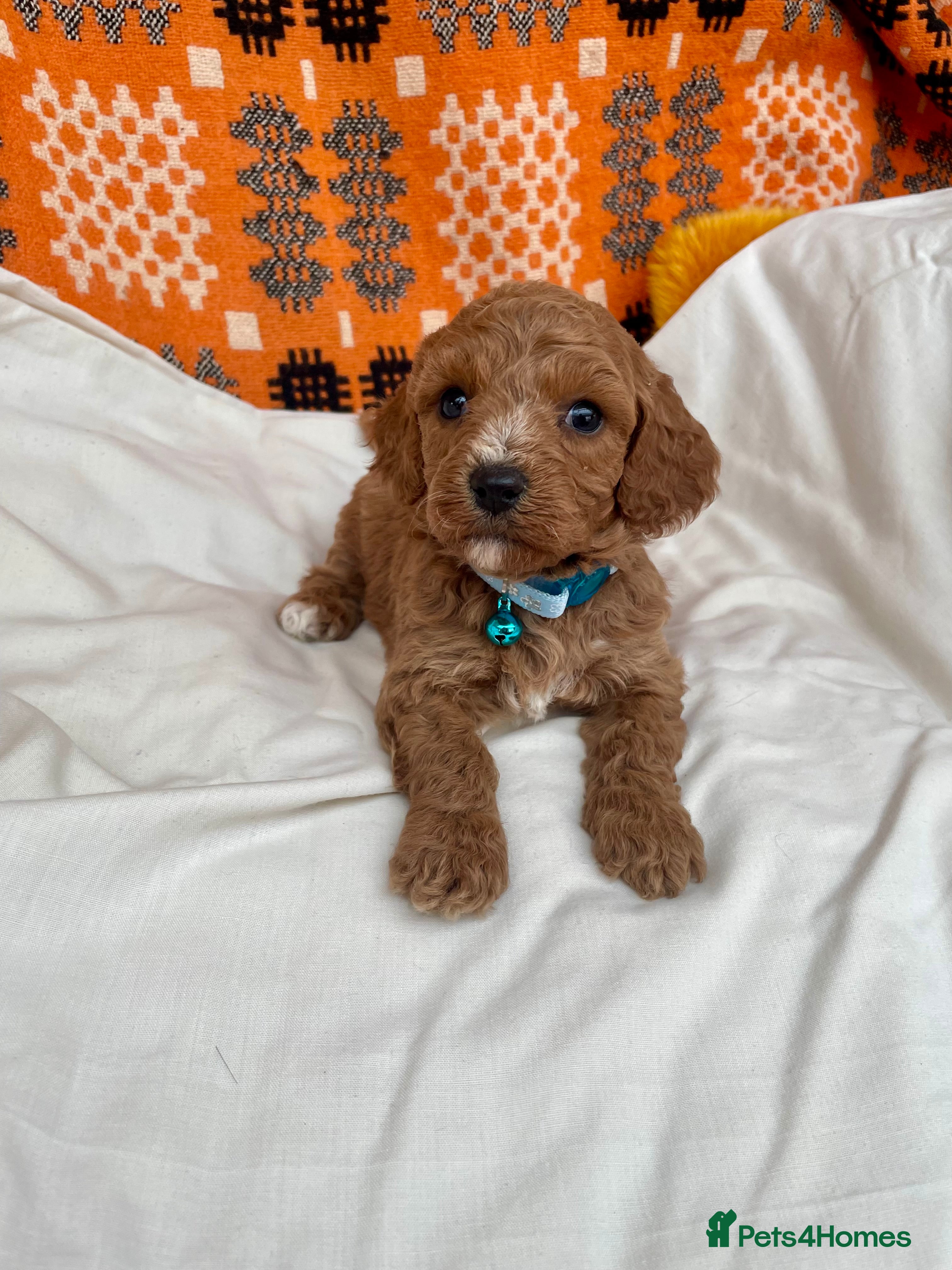 Cavapoochon dogs Stunning boys and girls - Advert 1