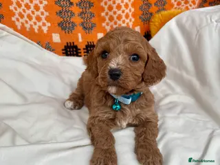 Cavapoochon dogs Stunning boys and girls - Advert 2