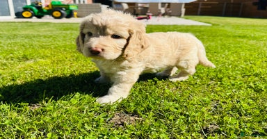Mixed Breed dogs - Advert 16