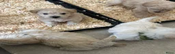 Westiepoo dogs for sale: Beautiful westiepoo puppies  - Advert 22