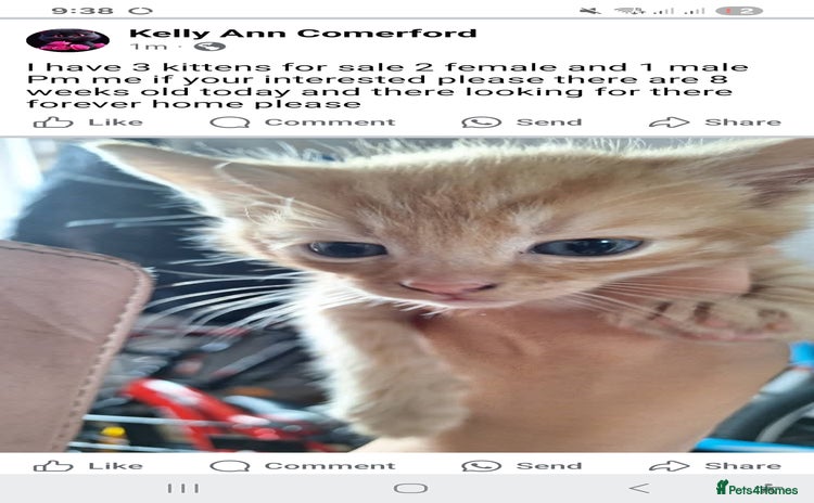 British Shorthair cats - Advert 2