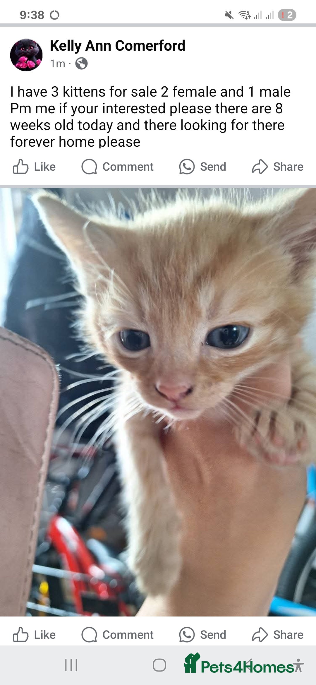 British Shorthair cats for sale: Kittens 8 weeks old  - Image 1