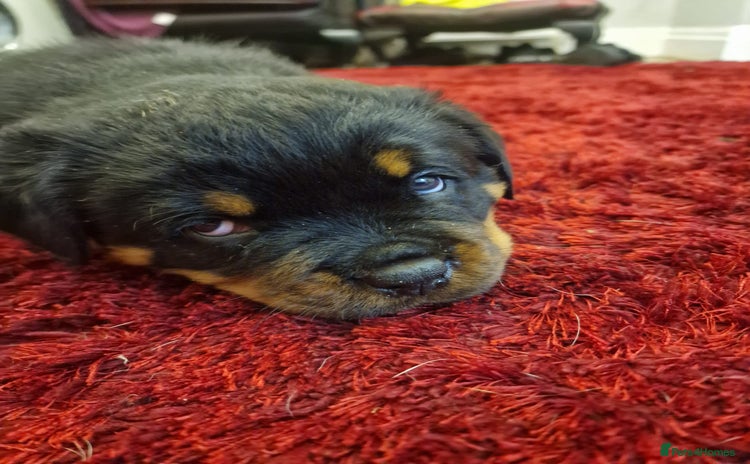 Rottweiler dogs - Advert 2