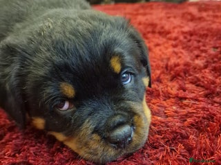 Rottweiler dogs - Advert 7