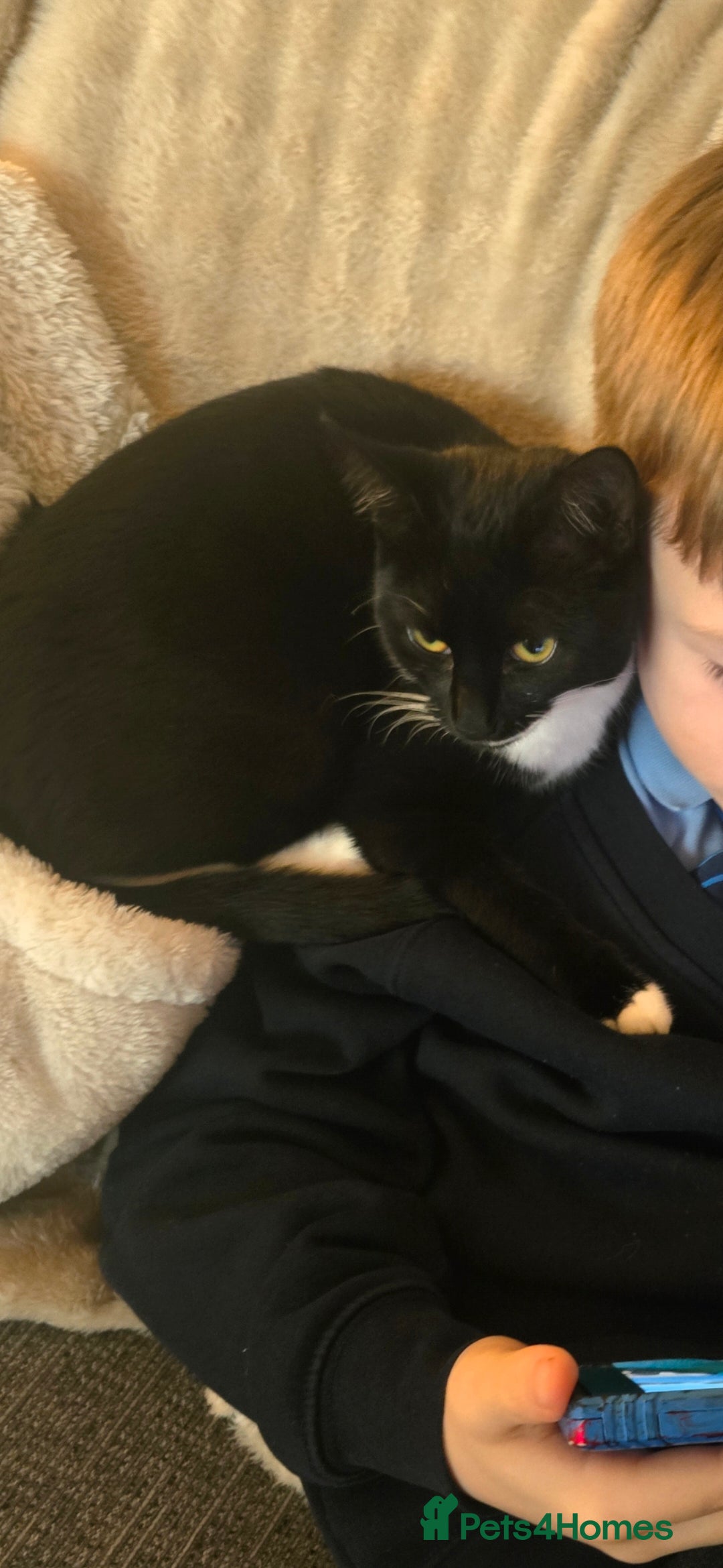 British Shorthair cats 7 month old kitten available  - Advert 1