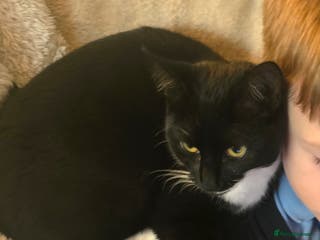 British Shorthair cats 7 month old kitten available - Advert 3