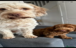 Cockapoo dogs for sale: Cockapoo Puppies - 1 Boy - 1 Girl - Ready to Go  - Image 11