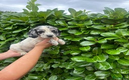 Cocker Spaniel dogs for sale: Beautiful litter of working cocker spaniel puppy’s - Image 5