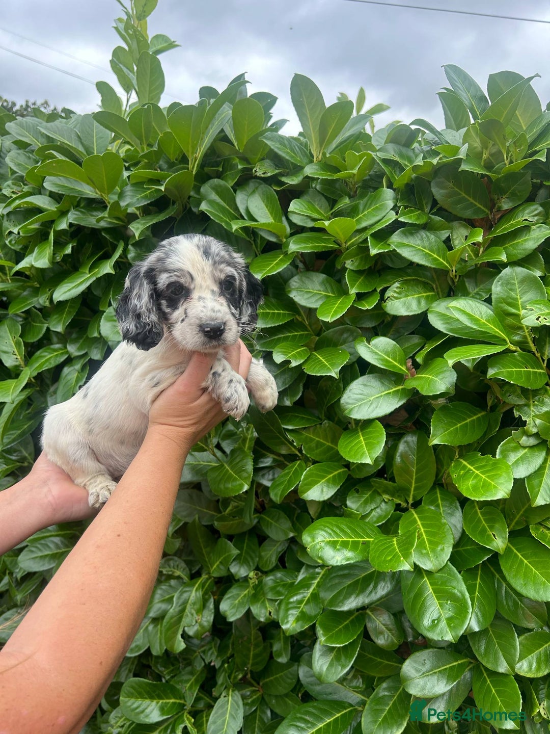 Cocker Spaniel dogs for sale: Beautiful litter of working cocker spaniel puppy’s - Image 5