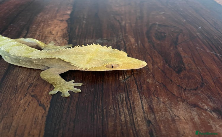 Gecko reptiles - Advert 2