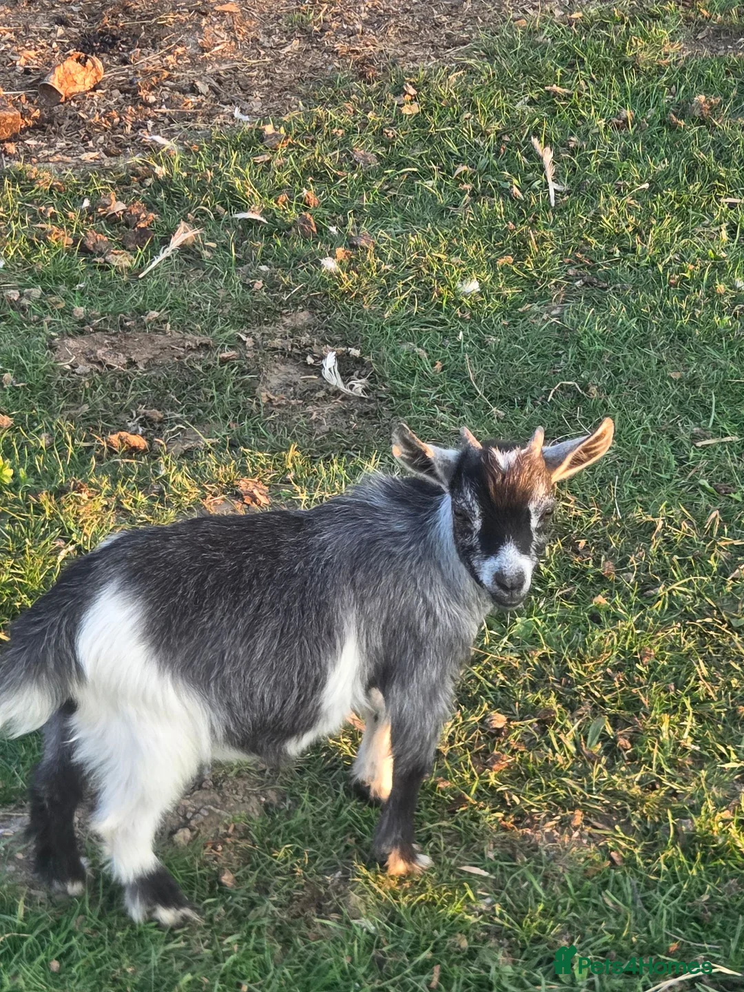 Goats livestock for sale: Entire pygmy Billy kid - Advert 1