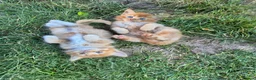 Mixed Breed cats for sale: Kittens Looking for Loving Homes - Advert 19
