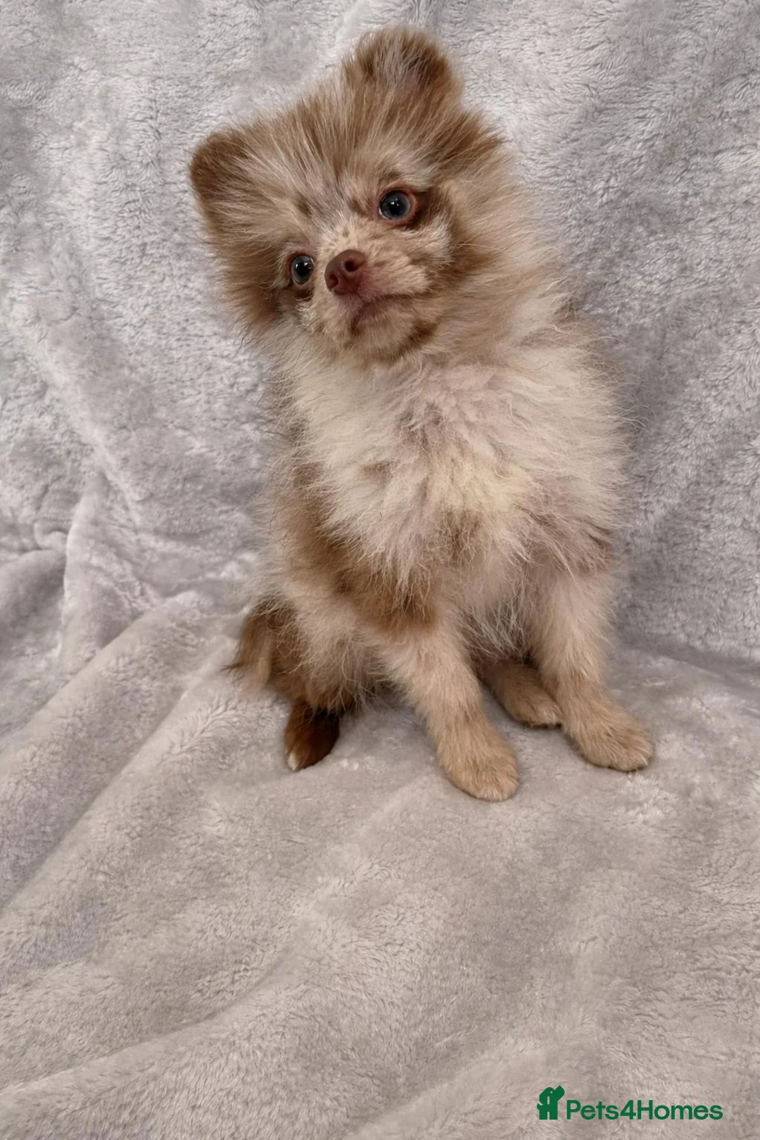 Pomeranian dogs for sale: Two beautiful little Pomeranians left  in Leeds - Advert 2