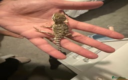 Dragon reptiles for sale: Baby Rankin Dragon - Advert 5